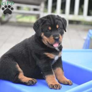 Aurora, Bernese Mountain Dog Mix Puppy